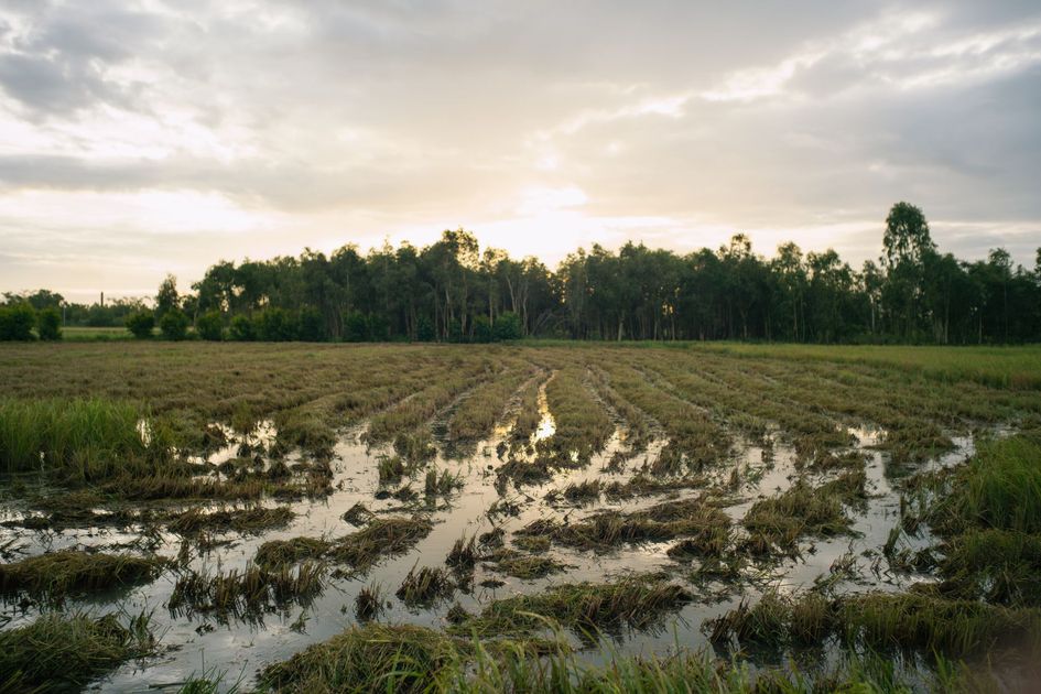 Lluvias en Las Lomas anegan sembríos y dejan más de 40 mil soles en pérdidas por arroz