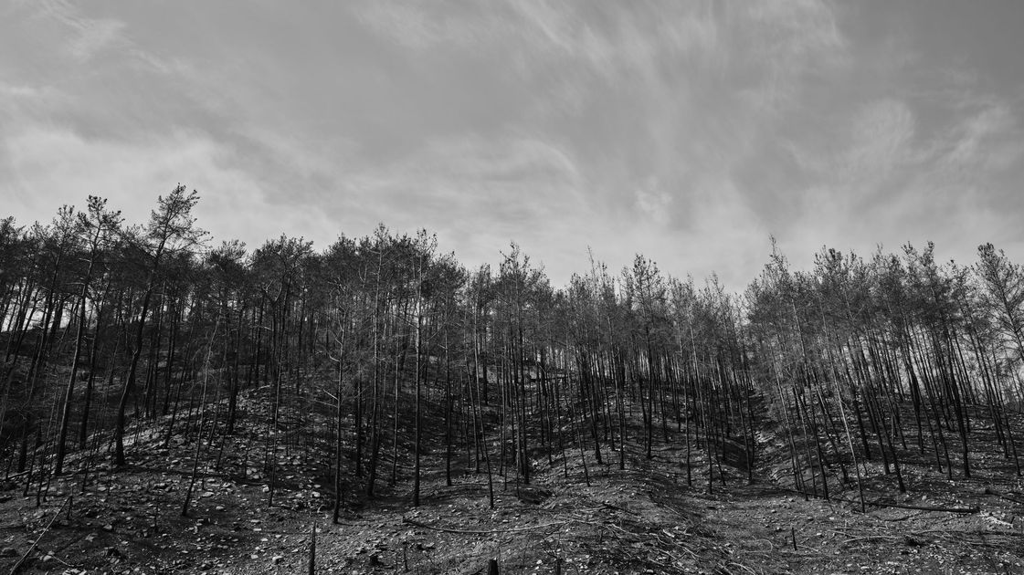 Midagri confirma 385 incendios forestales en el país y cinco fallecidos hasta octubre
