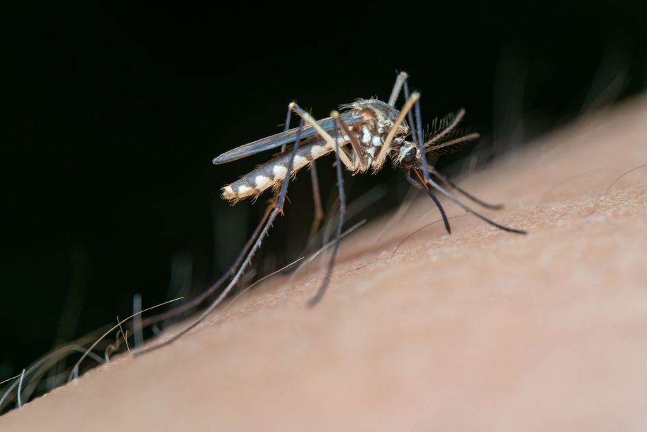 Lambayeque: Dengue deja 16 muertos y mantiene hospitales colapsados