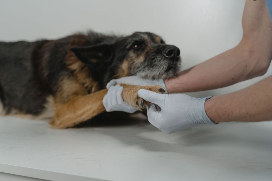 Lambayeque: piden ayuda para perro mutilado en Motupe