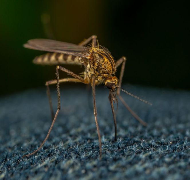 Dengue deja 13 muertos y más de 14 mil casos en Piura