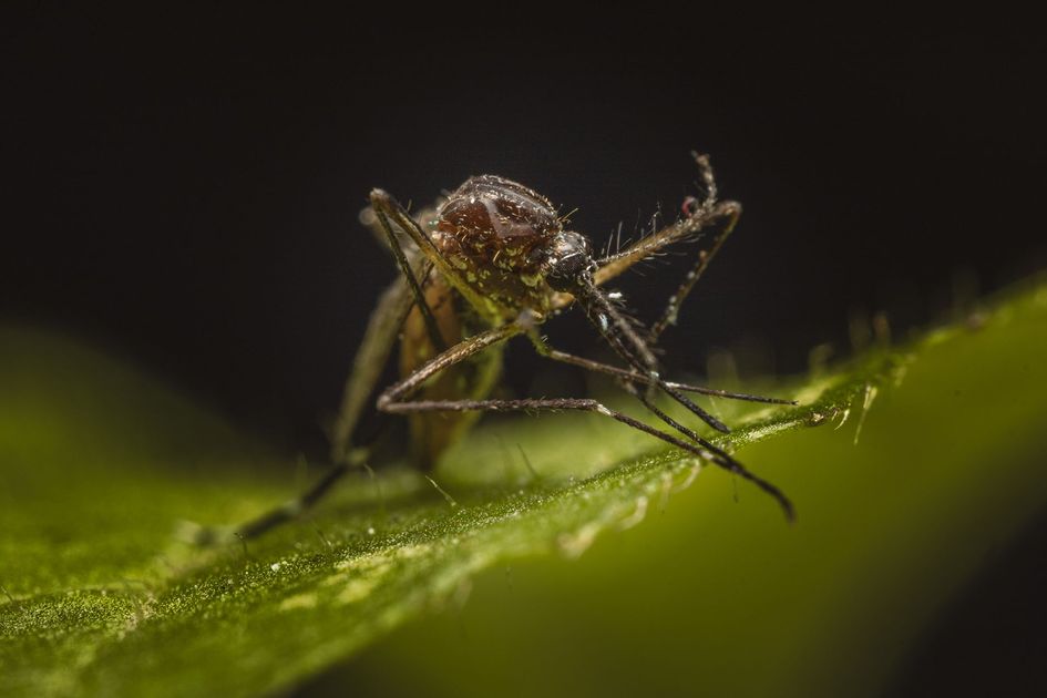 Piura: Ministro Dyer bailó por campaña contra el dengue
