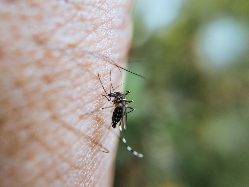Lambayeque: 10 mil casos y 17 muertes por dengue en lo que va del 2026