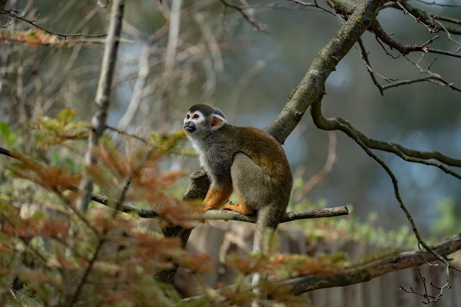 Oso hormiguero rescatado con quemaduras en Castilla es liberado en su hábitat natural